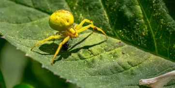 Jasa Pest Control Profesional Jakarta Surabaya dan Bali