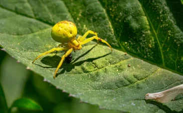 Jasa Pest Control Jakarta, Bali dan Surabaya