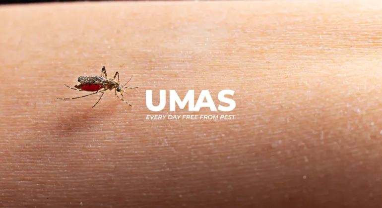Mengenal Nyamuk Demam Berdarah: Si Kecil yang Mematikan