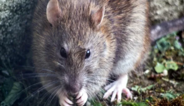 Layanan Jasa Pengendalian Tikus Jasa Pest Control Bali