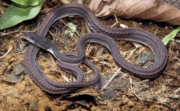 ~blog/2023/3/14/kenali perbedaan antara ular berbisa dan tidak berbisa docx