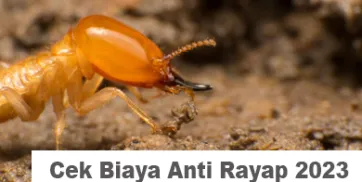 Berapa Biaya Jasa Anti Rayap Cek Harga Anti Rayapm2 Terbaru 2023