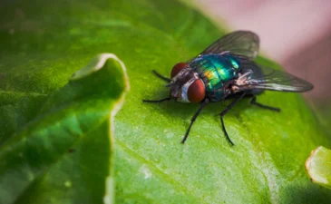 Lalat Takut Dengan Apa  Simak Selengkapnya Dijamin Langsung Pergi