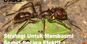 Strategi Untuk Membasmi Semut Secara Efektif