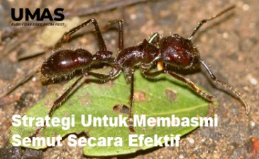 ~blog/2023/4/11/jasa pest control denpasar