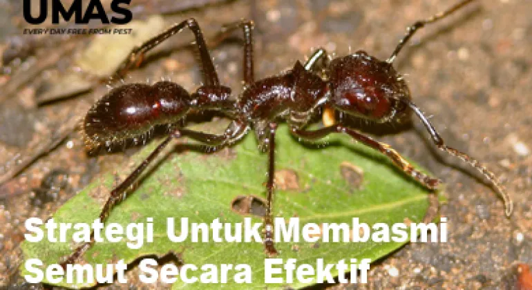 Strategi Untuk Membasmi Semut Secara Efektif
