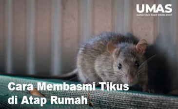 ~blog/2023/4/13/cara membasmi tikus di atap rumah