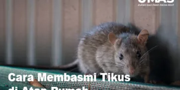 Cara Membasmi Tikus di Atap Rumah