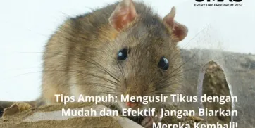 Tips Ampuh Mengusir Tikus dengan Mudah dan Efektif Jangan Biarkan Mereka Kembali