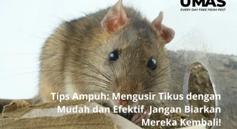 Tips Ampuh: Mengusir Tikus dengan Mudah dan Efektif, Jangan Biarkan Mereka Kembali!
