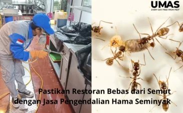 Pastikan Restoran Bebas dari Semut dengan Jasa Pengendalian Hama Seminyak