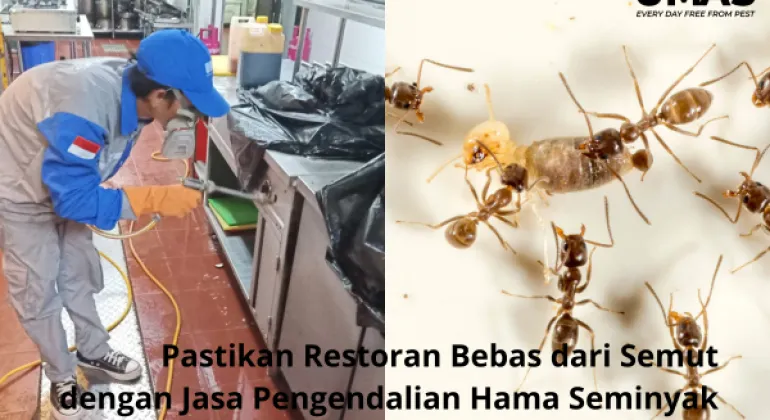 Pastikan Restoran Bebas dari Semut dengan Jasa Pengendalian Hama Seminyak