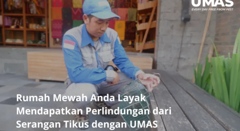 Rumah Mewah Anda Layak Mendapatkan Perlindungan dari Serangan Tikus dengan UMAS