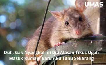 ~blog/2023/5/22/jasa pest control jakarta selatan 