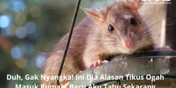 Duh Gak Nyangka Ini Dia Alasan Tikus Ogah Masuk Rumah Baru Aku Tahu Sekarang 