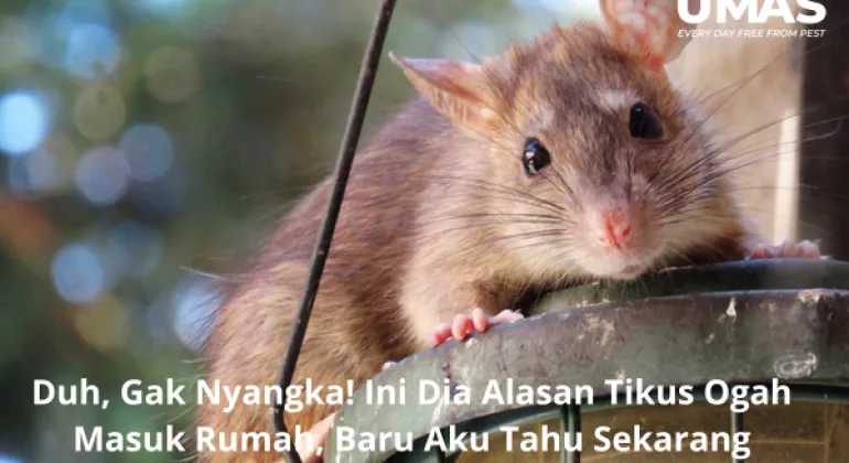 Duh, Gak Nyangka! Ini Dia Alasan Tikus Ogah Masuk Rumah, Baru Aku Tahu Sekarang 