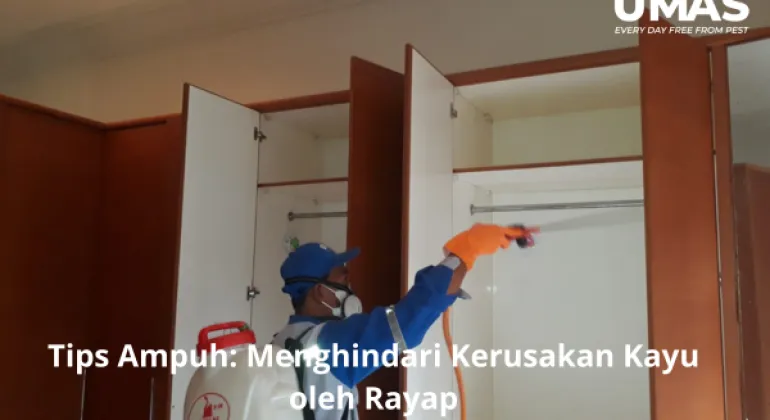 Tips Ampuh: Menghindari Kerusakan Kayu oleh Rayap