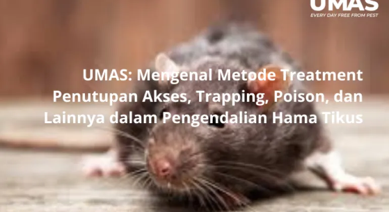 UMAS: Mengenal Metode Treatment Penutupan Akses, Trapping, Poison, dan Lainnya dalam Pengendalian Hama Tikus