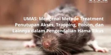 UMAS Mengenal Metode Treatment Penutupan Akses Trapping Poison dan Lainnya dalam Pengendalian Hama Tikus