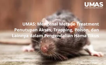 UMAS Mengenal Metode Treatment Penutupan Akses Trapping Poison dan Lainnya dalam Pengendalian Hama Tikus