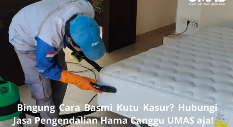  Bingung Cara Basmi Kutu Kasur? Hubungi Jasa Pengendalian Hama Canggu UMAS aja!