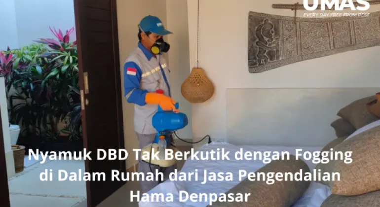 Nyamuk DBD Tak Berkutik dengan Fogging di Dalam Rumah dari Jasa Pengendalian Hama Denpasar