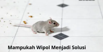 Mampukah Wipol Menjadi Solusi Efektif dalam Mengatasi Tikus
