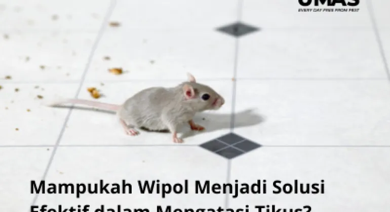 Mampukah Wipol Menjadi Solusi Efektif dalam Mengatasi Tikus?