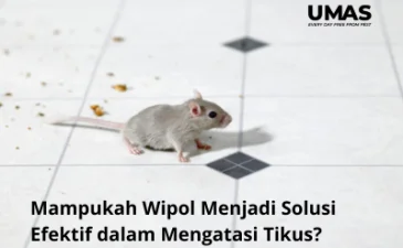 ~blog/2023/6/12/mampukah wipol menjadi solusi efektif dalam mengatasi tikus