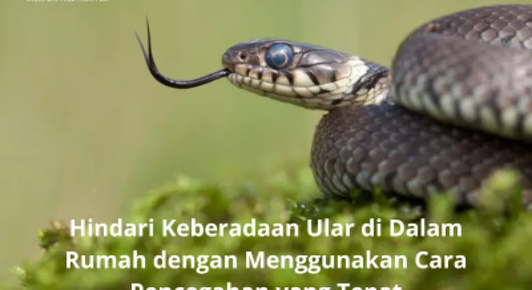 Hindari Keberadaan Ular di Dalam Rumah dengan Menggunakan Cara Pencegahan yang Tepat