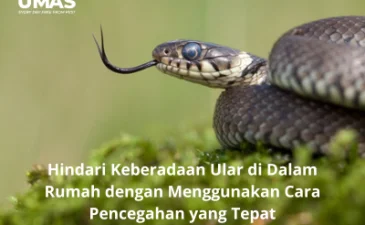 ~blog/2023/6/2/jasa pengendalian ular di bali