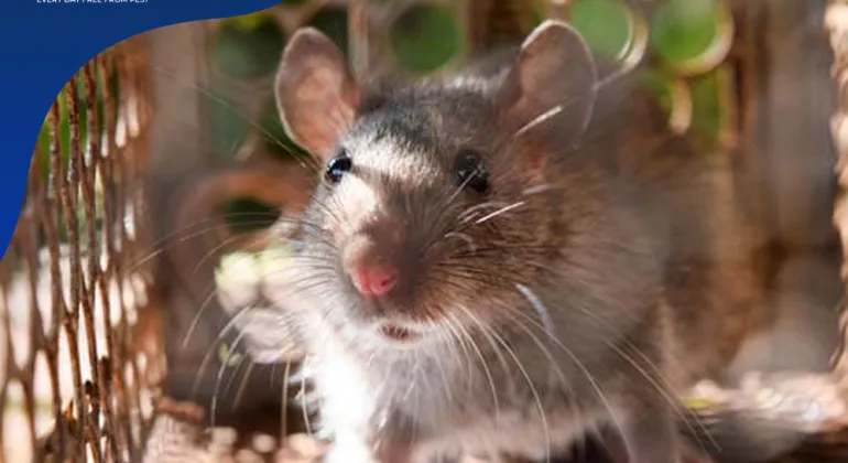 Cara Ampuh Menghalau Tikus dari Gudang: Memastikan Keamanan Persediaan dan Barang Berharga
