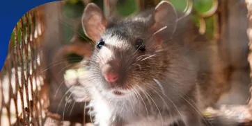 Cara Ampuh Menghalau Tikus dari Gudang Memastikan Keamanan Persediaan dan Barang Berharga