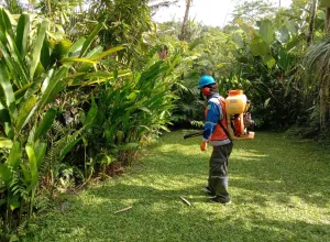 Pest Control Surabaya