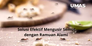 Jasa Pest Control Jakarta Selatan Solusi Efektif Mengusir Semut dengan Ramuan Alami