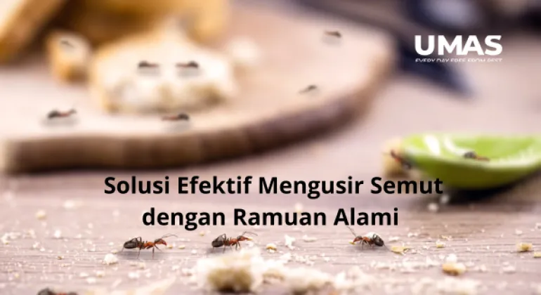 Jasa Pest Control Jakarta Selatan: Solusi Efektif Mengusir Semut dengan Ramuan Alami