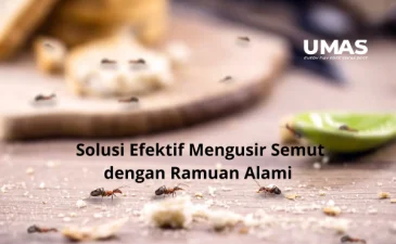~blog/2023/6/22/jasa pest control jakarta selatan solusi efektif mengusir semut dengan ramuan alami