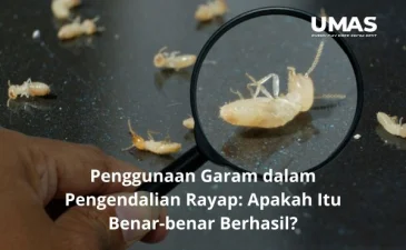~blog/2023/6/24/penggunaan garam dalam pengendalian rayap apakah itu benar benar berhasil