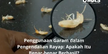 Penggunaan Garam dalam Pengendalian Rayap Apakah Itu Benarbenar Berhasil