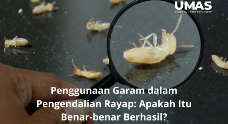 Penggunaan Garam dalam Pengendalian Rayap: Apakah Itu Benar-benar Berhasil?