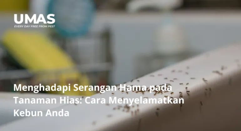 Mengapa Dapur Menjadi Magnet yang Memikat Bagi Para Semut?