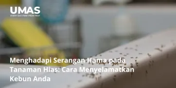 Mengapa Dapur Menjadi Magnet yang Memikat Bagi Para Semut