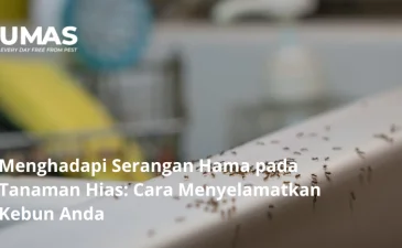 ~blog/2023/6/29/mengapa dapur menjadi magnet yang memikat bagi para semut