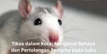 Tikus dalam Kota Mengenal Bahaya dan Pertolongan Pertama pada Luka Gigitan Tikus