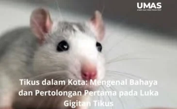 ~blog/2023/6/3/jasa pengendalian tikus depok
