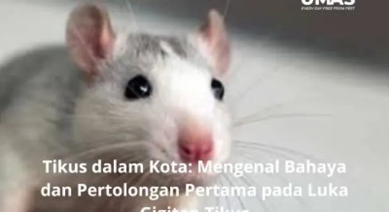 Tikus dalam Kota: Mengenal Bahaya dan Pertolongan Pertama pada Luka Gigitan Tikus