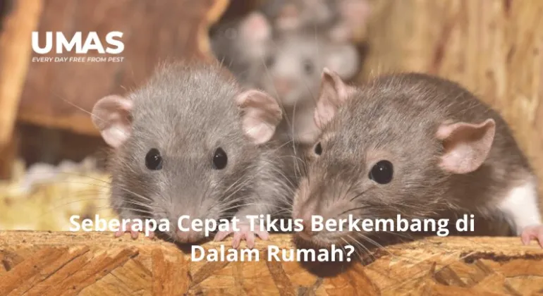 Seberapa Cepat Tikus Berkembang di Dalam Rumah?