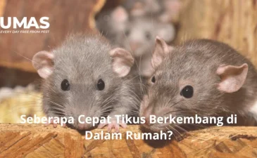 ~blog/2023/6/30/seberapa cepat tikus berkembang di dalam rumah