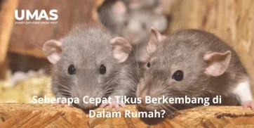 Seberapa Cepat Tikus Berkembang di Dalam Rumah