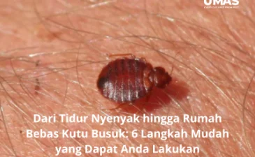 ~blog/2023/6/5/jasa pengendalian kutu kasur jakarta selatan